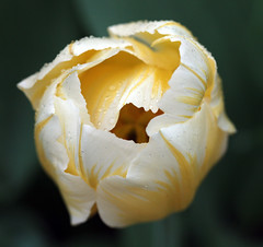 I Tulipani di Pralormo - Messer Tulipano