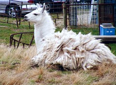 Llama's and other Large Wild Animals