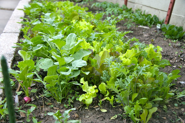 Mesclun Mix and Radishes Growing - 104/365