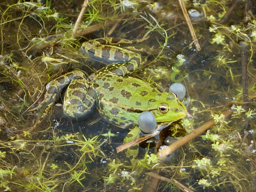 Croaking Marsh Frog at Rainham
