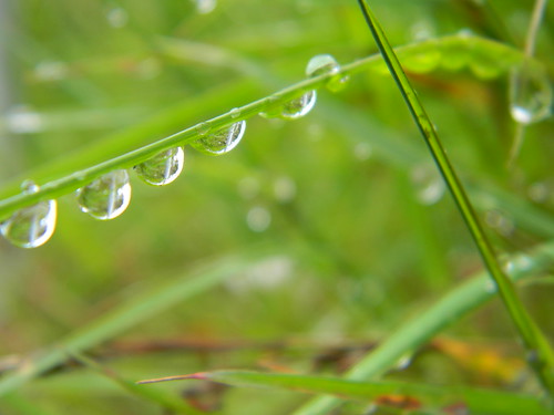 More Raindrop Reflections by RoxanneGalpin