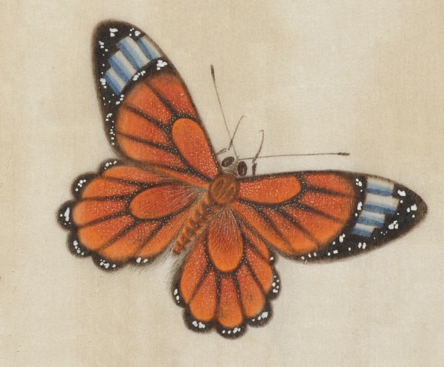 exquisite hand-painted butterfly from 19th c. Chinese watercolour album