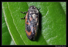 Homoptera/Cercopidae