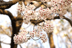 桜の京都_2014