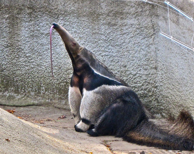 Giant anteater sticking his tongue out