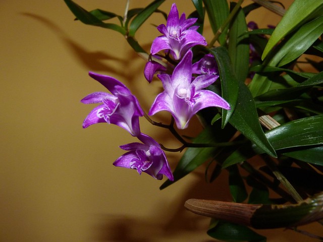 Dendrobium kingianum 'Cinnabar' species orchid