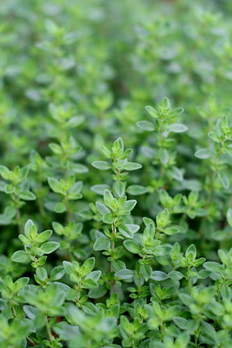 Sea of thyme