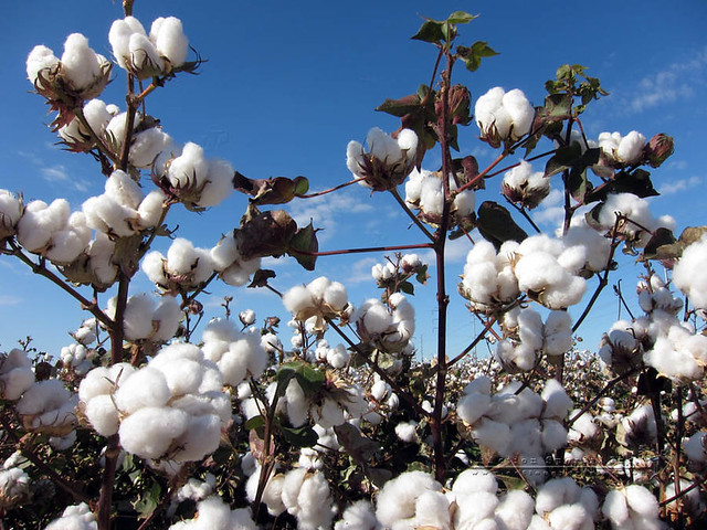 Cotton Plant | Cotton plants in a field against a blue sky | By: Walter