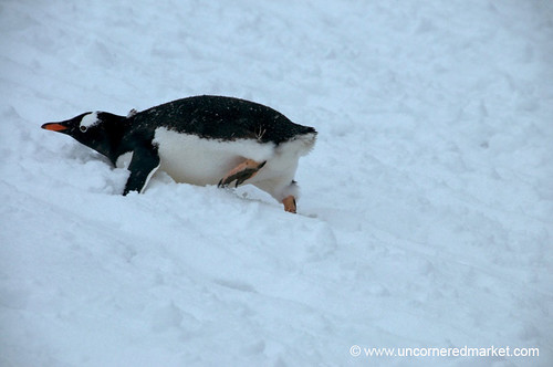 Gentoo Penguin Going Up Hill - Antarctica by uncorneredmarket