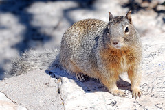 Rock Squirrels.  South Rim. Grand Canyon National Park. Arizona