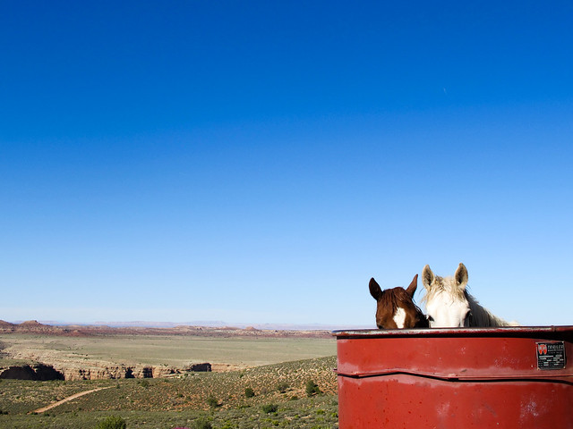 The Little Colorado - Horses