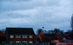 Starlings January-February 2010