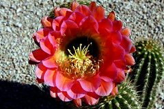 Cactus Flowers 2010