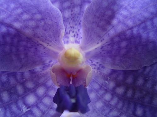 Vanda coerulea orchid