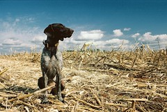 German Shorthaired Portra