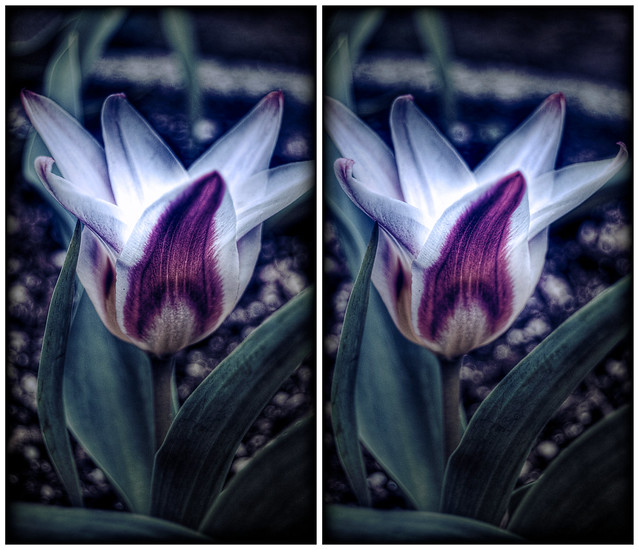 Little Short Tulip 3D Cross View To view in stereo sit 23 feet from the 
