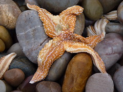 The Sad Starfish of Budleigh Salterton