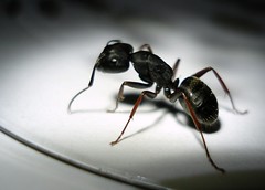 Ants —sanchom (Flickr.com)