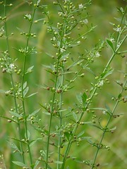 Figwort / Scrophulariaceae