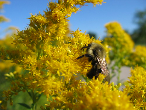 Goldenrod Feast, bumblebee and goldenrod