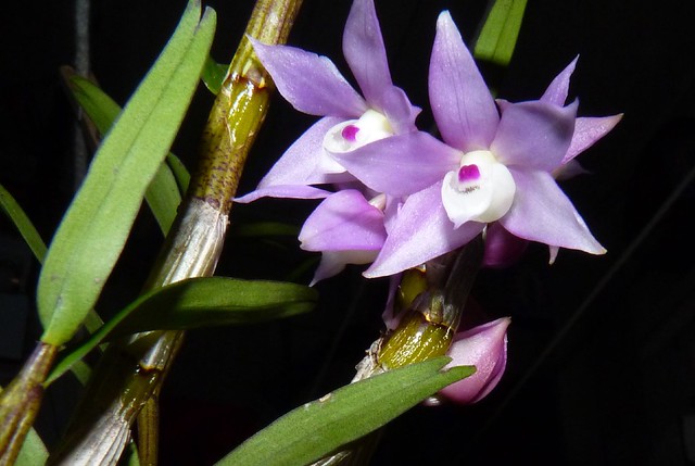 Dendrobium hercoglossum species orchid, 1st bloom post-acquisition 6-10*