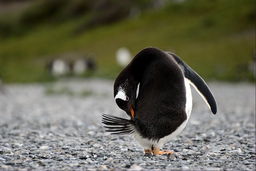 Papua Penguin I / Pingüino Papua I