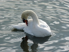 The Swans of Walpole Park