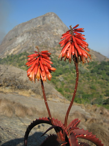 Aloe cameronii 5 by tonrulkens