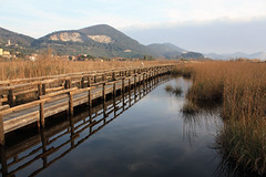 Lago di Massaciuccoli 2010