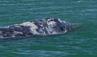 Close-up of Grey Whale Nostrils and Back