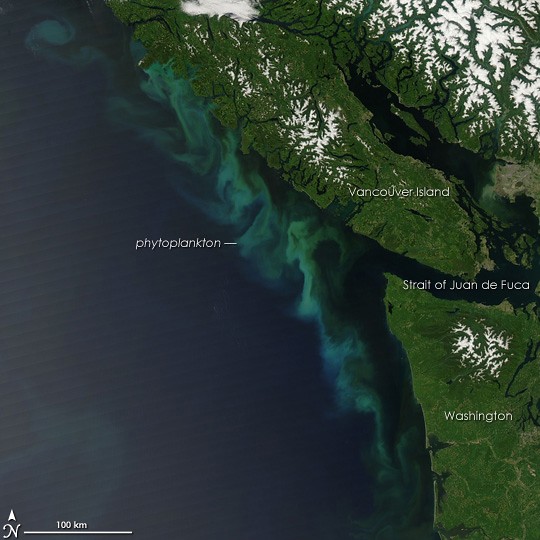 algal bloom off of Vancouver
