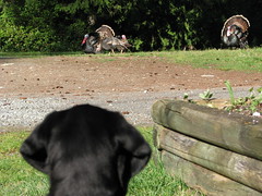 gobblers around the house
