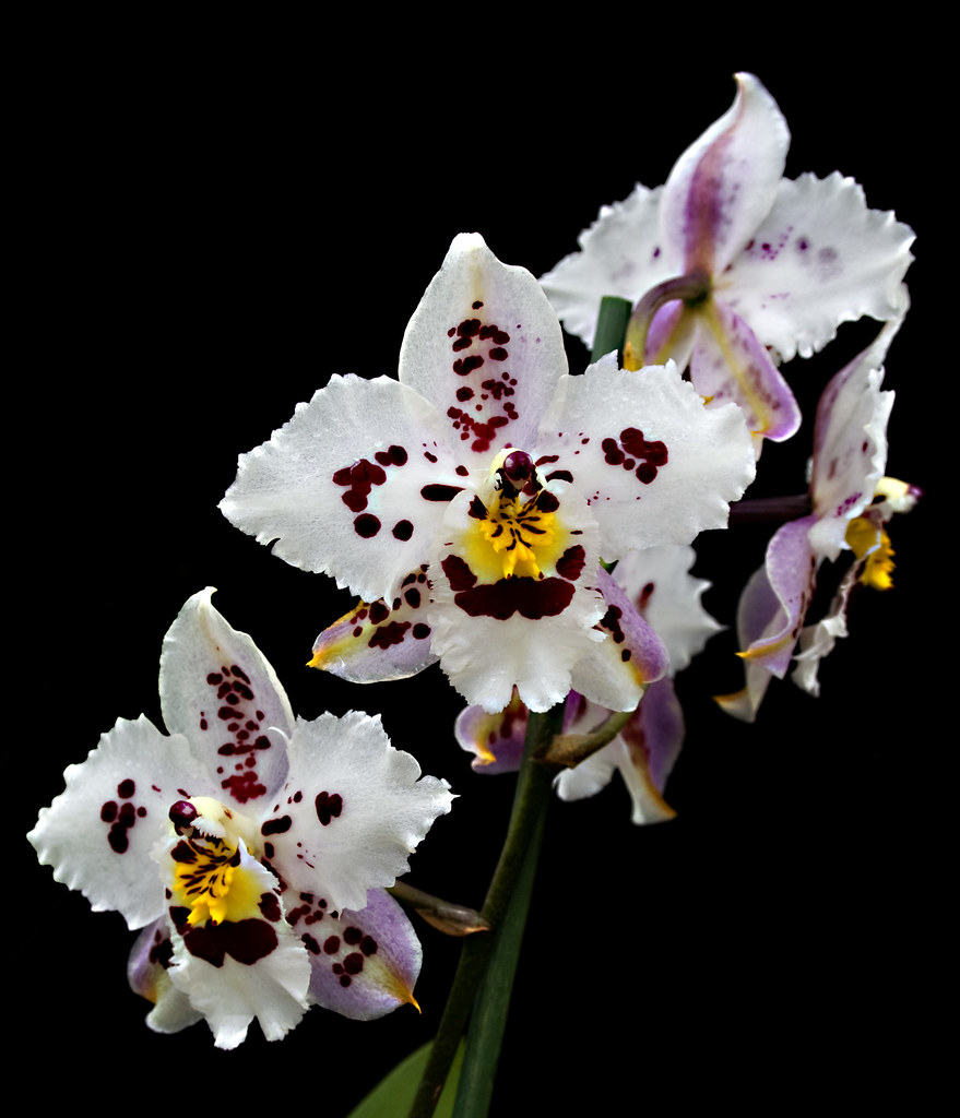 HOA PHONG LAN VIỆT-VIETNAM ORCHIRDS: Dendrobium