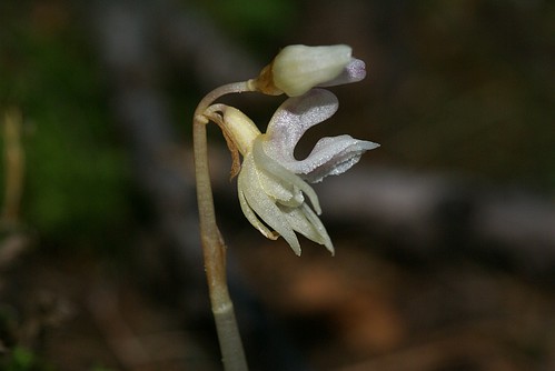 Epipogium aphyllum