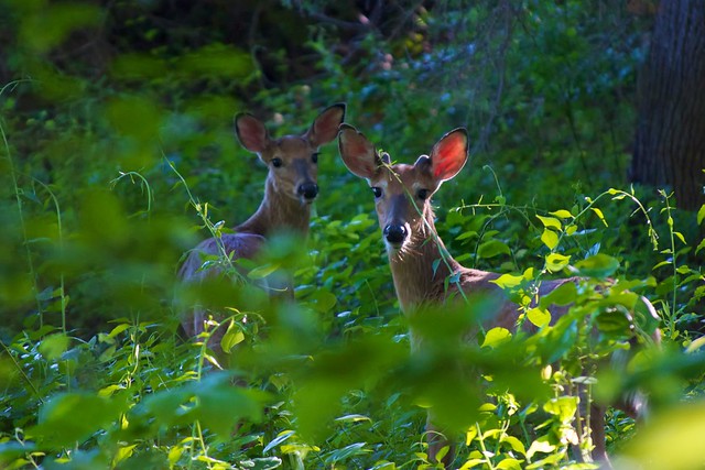 NY Town Opts to Use Birth Control Drugs, Not Hunting, to Reduce Deer Numbers