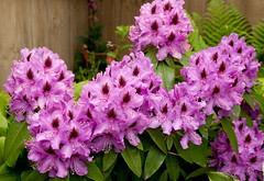 Flora: Flowers - Rhododendron