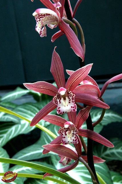 Cymbidium murasaki grex 'Gengi' - Orchidaceae C20100213 042