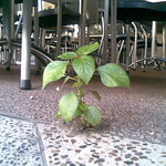 Pix: Plant growing through the pavement outside the Coffee Club, Adelaide St