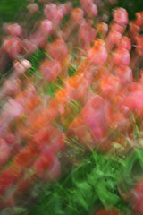 Abstract Flower Shots