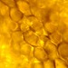 Cells in Daffofil flower