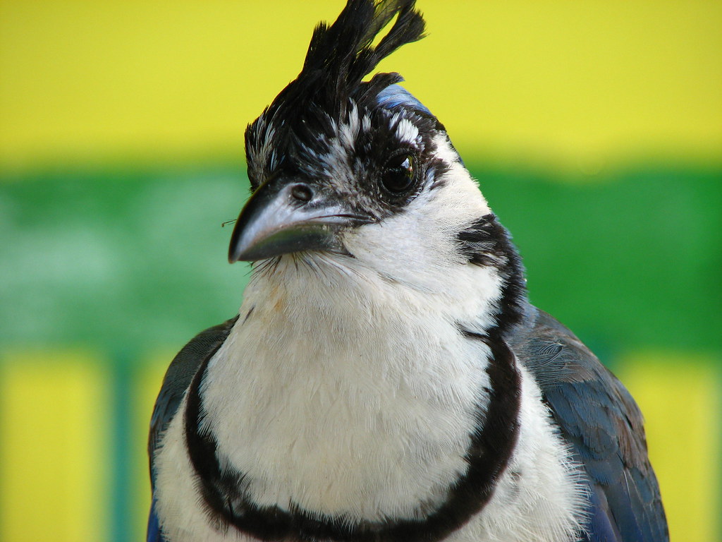 Angry-looking Urraca (Blue-Tailed Magpie) - Isla de Ometepe, Nicaragua
