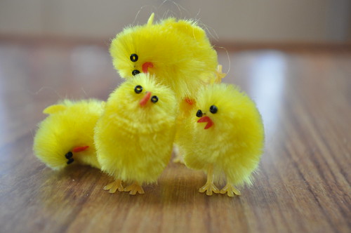Easter Chicks on a Boat