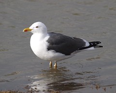 Lesser Black-backed Gull (sílamáfur)