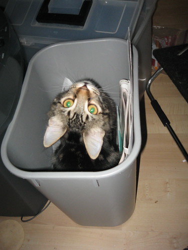 Office cat wants to know if ur recycling