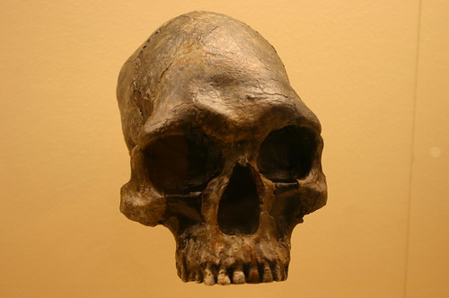 Homo Sapiens 13,000 to 9,000 Years Old
