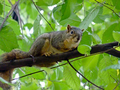 Squirrels in Portland Oregon parks.