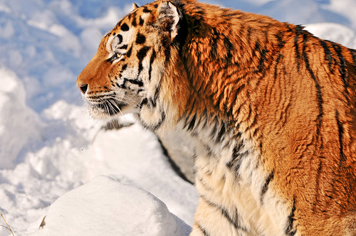 Tiger profile and snow