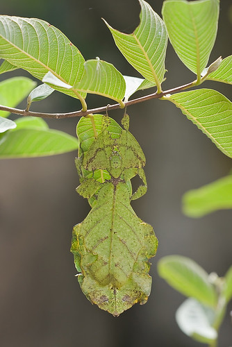 Camouflage leaf insect.........IMG_8327 copy