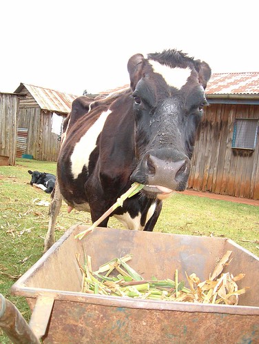 Dairy cow on a Kenyan smallholding