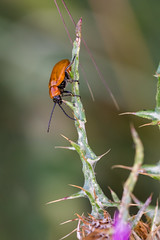 Orange beetle  070517-1071
